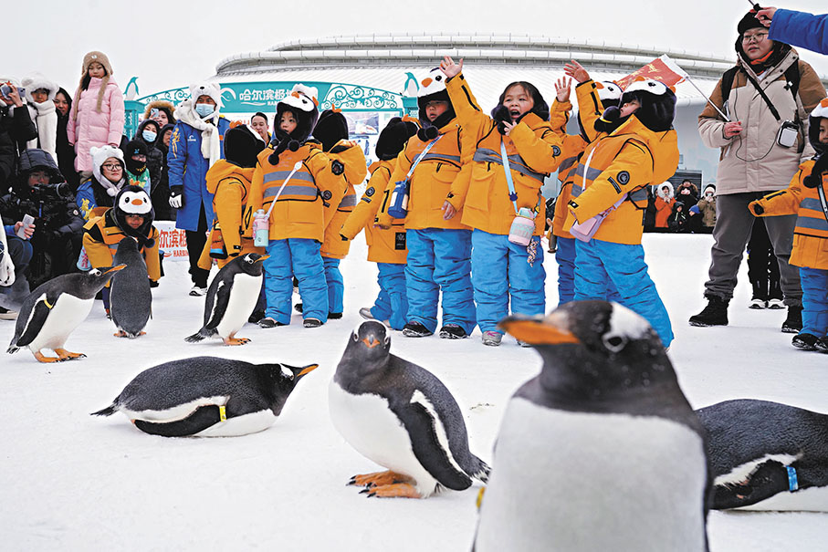 ◆11名來自廣西南寧的小朋友—「小砂糖橘」結束漠河遊學之旅，來到哈爾濱極地公園，與企鵝親密互動。 新華社