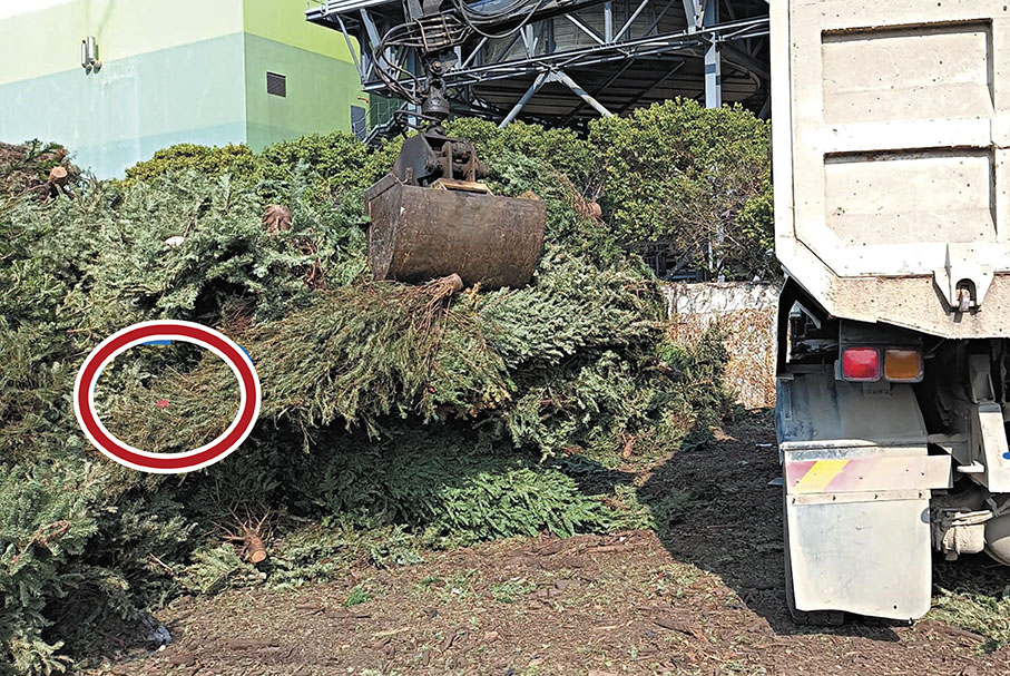 ◆運去Y·PARK作回收的聖誕樹，即使留一條小膠帶(紅圈示)也隨時被拒收。 受訪者供圖