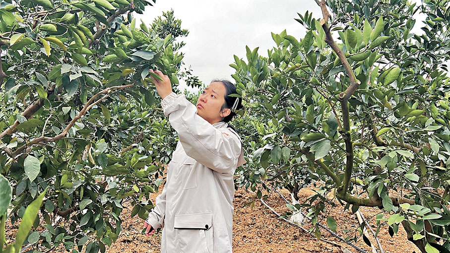 ◆權鐵林查看果樹生長情況。     香港文匯報記者譚旻煦 攝
