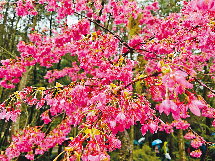 ◆艷麗的櫻花掛滿枝頭。