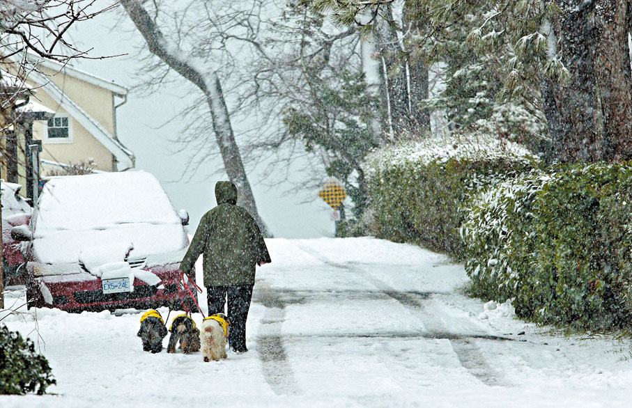 ◆在降雪警告下，一名婦人帶着她的狗走過加拿大維多利亞州的一條小巷。 美聯社