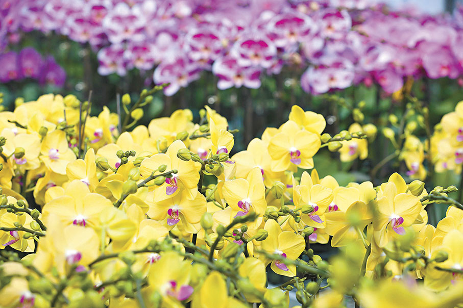 ◆楊小龍為了龍年年宵，推出5款新品種及特別品種的蘭花。 香港文匯報記者黃艾力  攝