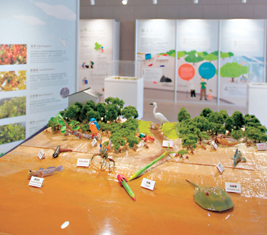 ◆紅樹林生態系統模型