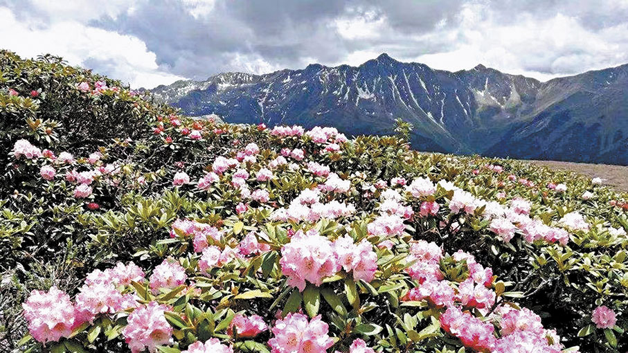 ◆白馬雪山高山杜鵑。 作者供圖