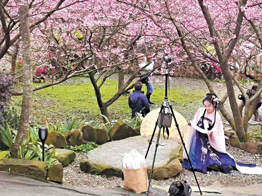 ◆穿着傳統服飾的遊客在櫻花林遊玩。
