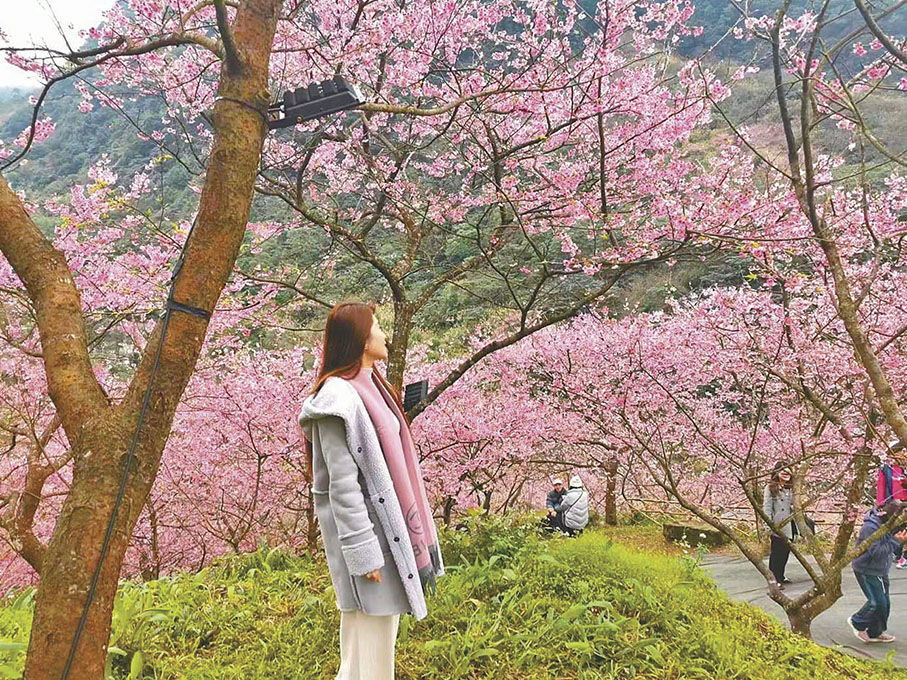 ◆戴着粉色圍巾的遊客在櫻花林漫步。