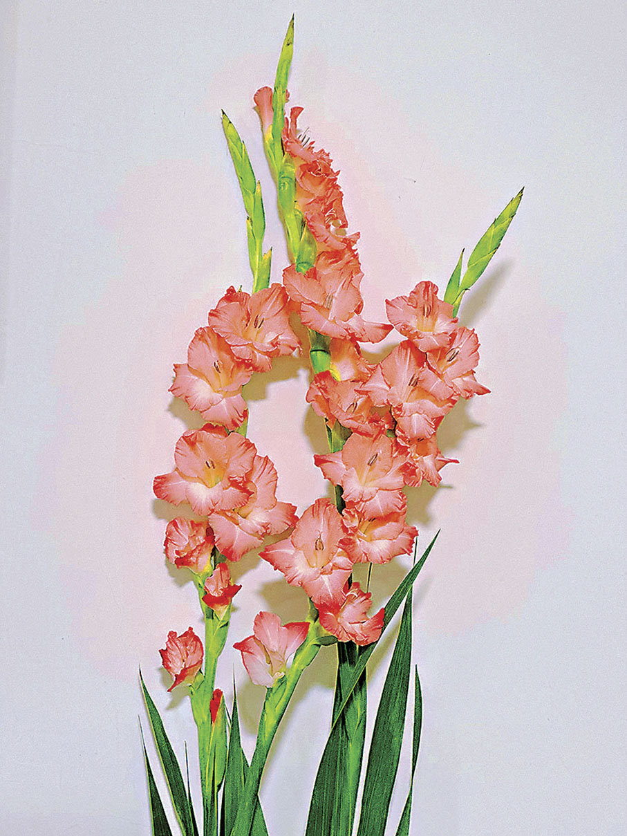 ◆色彩絢麗的唐菖蒲。 作者供圖