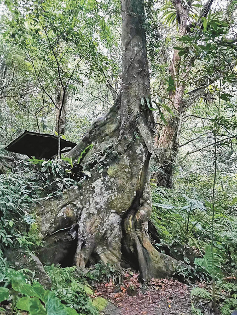 ◆多年形成的低海拔亞熱帶雨林景觀。樹根特別大，像一塊板，所以叫大板根。