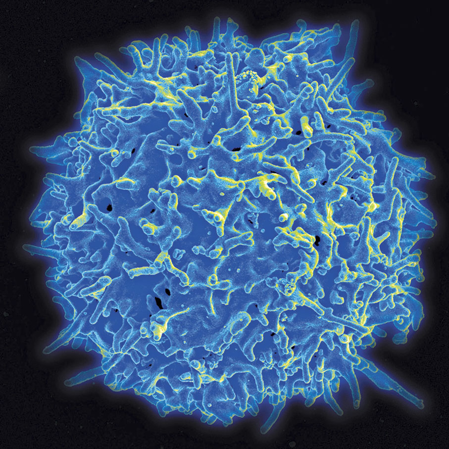 ◆ T細胞負責確認和攻擊外來或生病了的細胞。 網上圖片