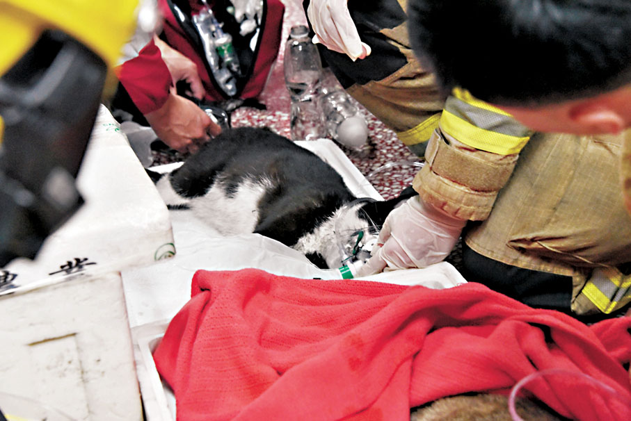 ◆消防員為昏迷貓隻戴上氧氣罩急救。