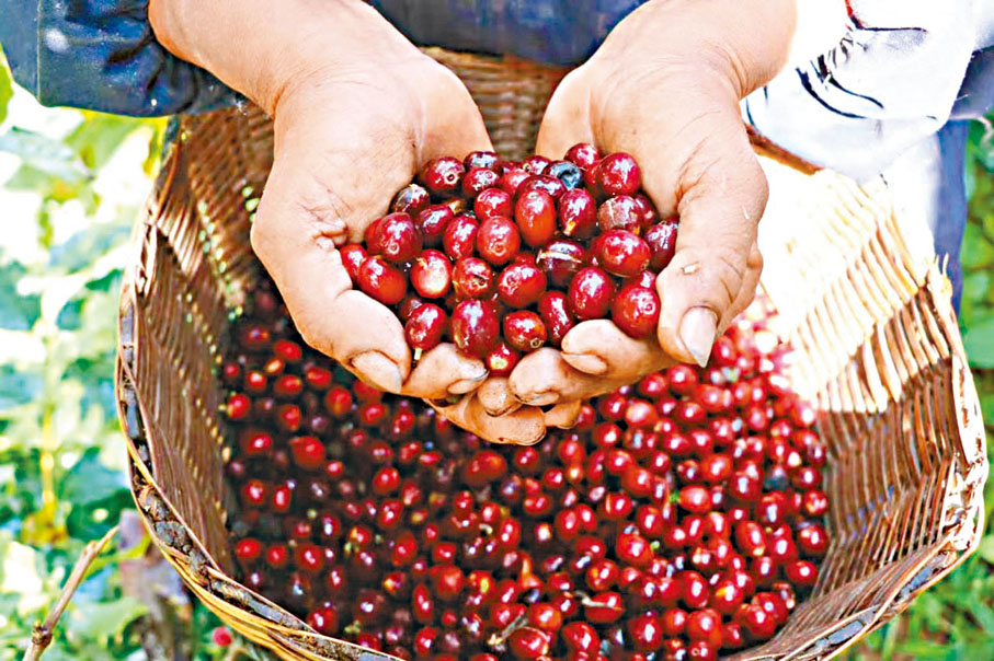 ◆雲南咖啡種植面積達127萬畝，位居全國第一。 香港文匯報雲南傳真