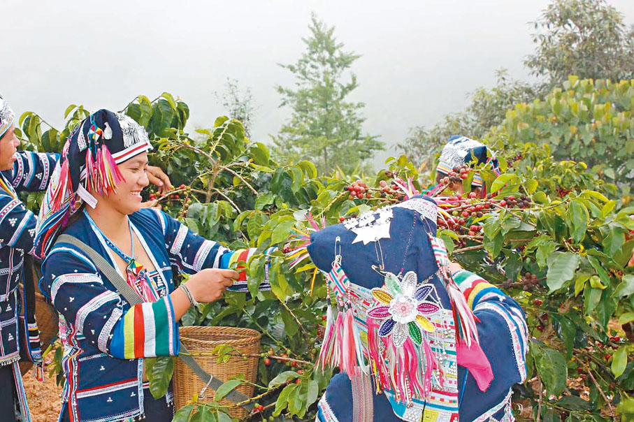 ◆雲南普洱咖農採摘咖啡。 香港文匯報雲南傳真