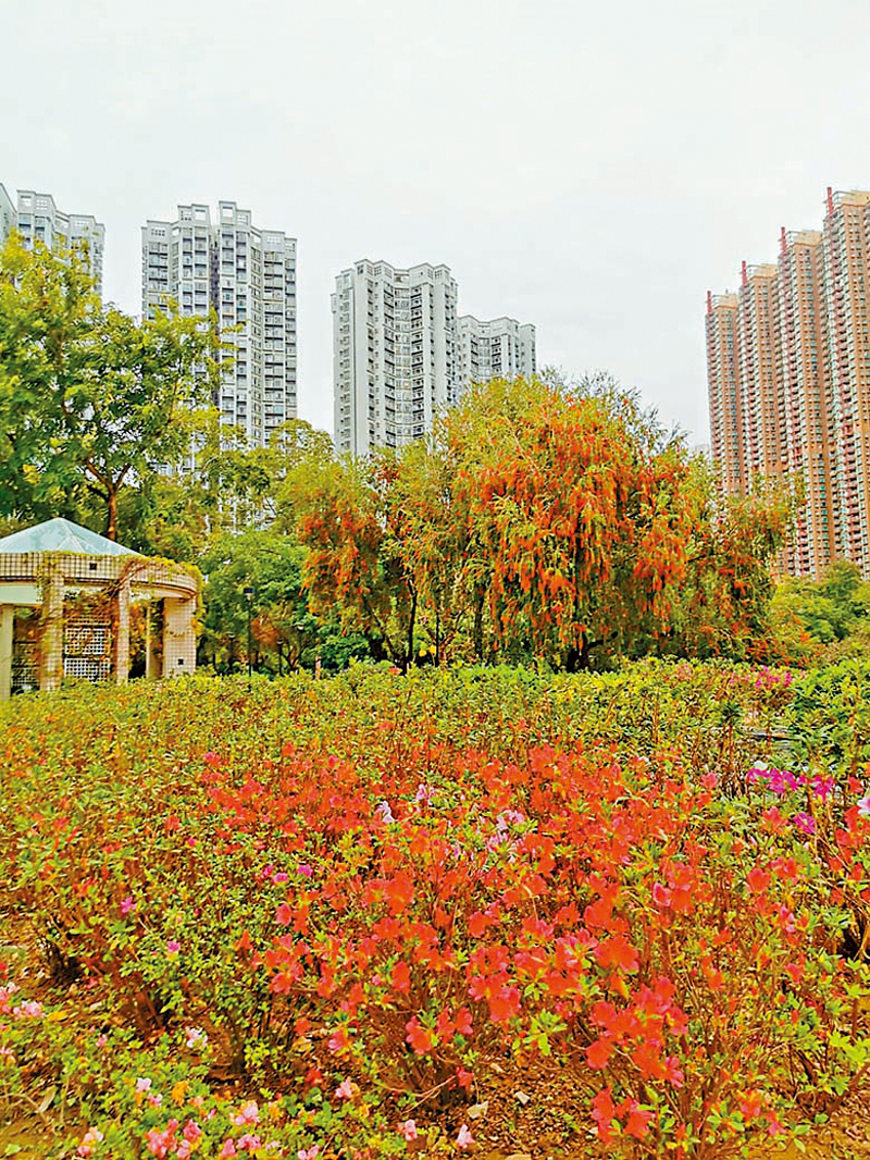 ◆天水圍公園百花盛開