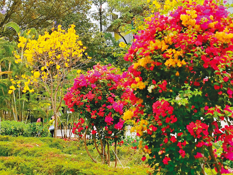 ◆簕杜鵑（前）和黃花風鈴木互相輝映。