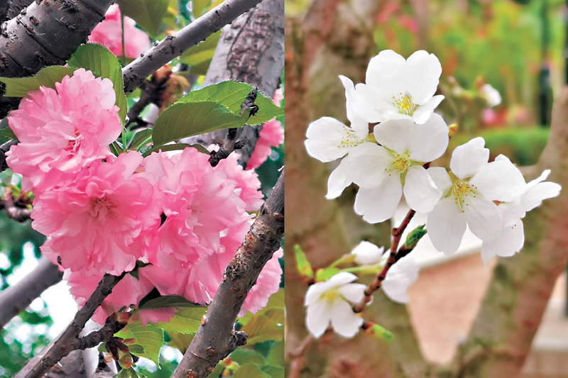 ◆關山櫻與染井吉野櫻