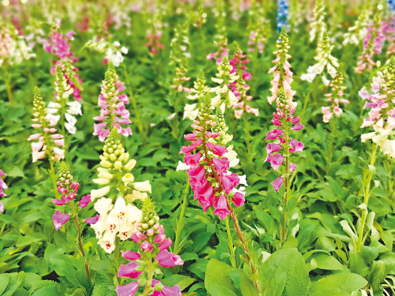 ◆討人喜愛的飛燕草