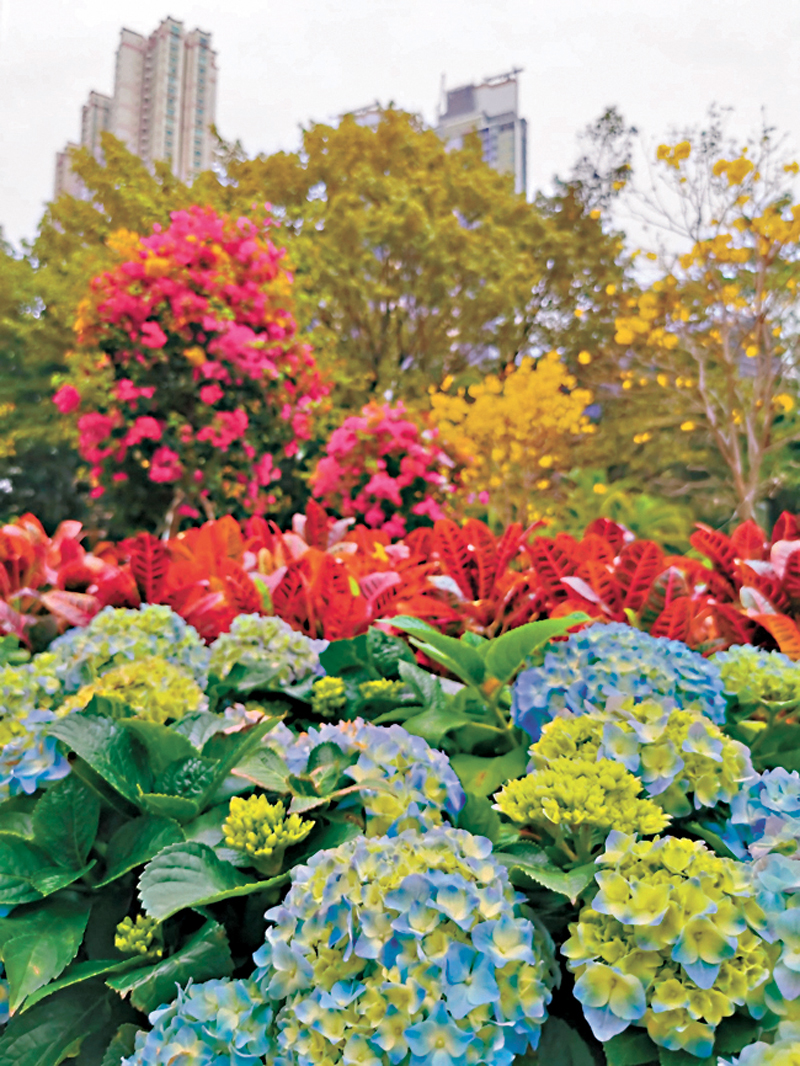 ◆依然綻放的繡球花