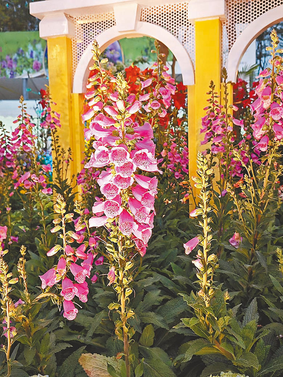 ◆花展內，在不同的園林造景中，你或能找到今年的主題花「香彩雀」。