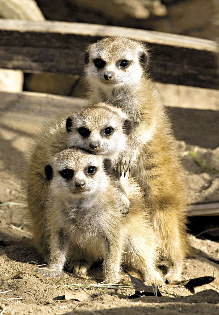 ◆ 動物會幫助和自己有關係的同類，如圖中的狐獴會照看兄弟姐妹的幼崽。資料圖片