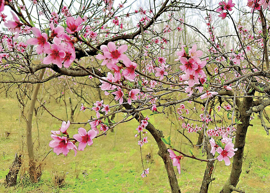 ◆去年春天所拍攝的桃花。 作者供圖