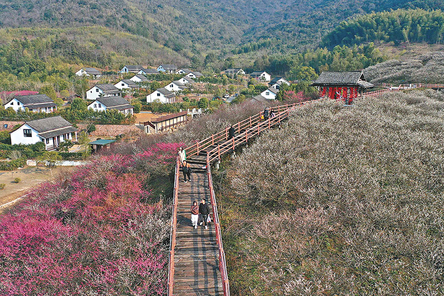 ◆遊客在原鄉小鎮景區內的瀛洲梅園賞梅。