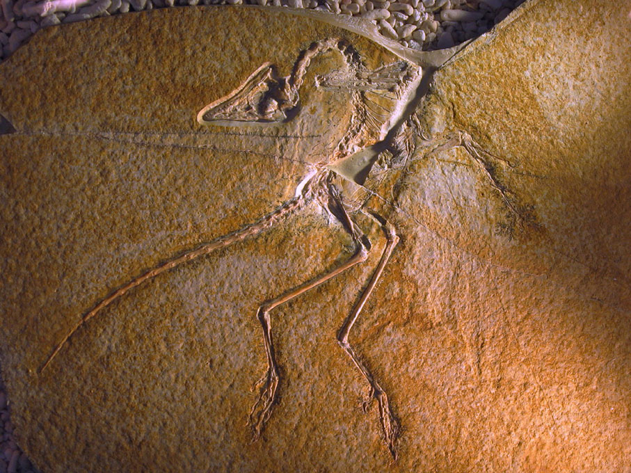 ◆  始祖鳥被認為是恐龍和鳥類之間的過渡物種。圖為始祖鳥化石。 網上圖片