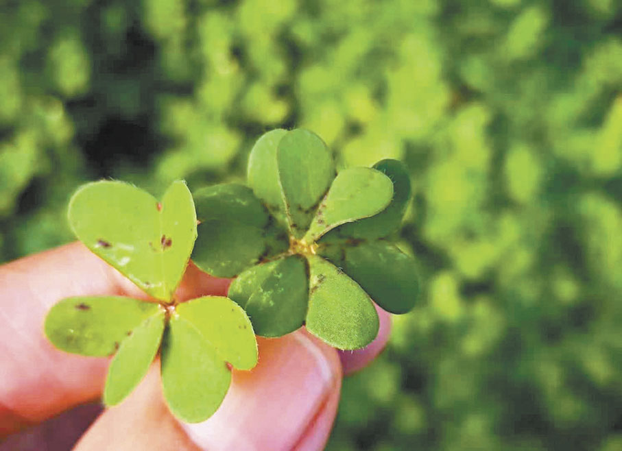 ◆作者在澳洲採的三葉草與五葉草。 作者供圖