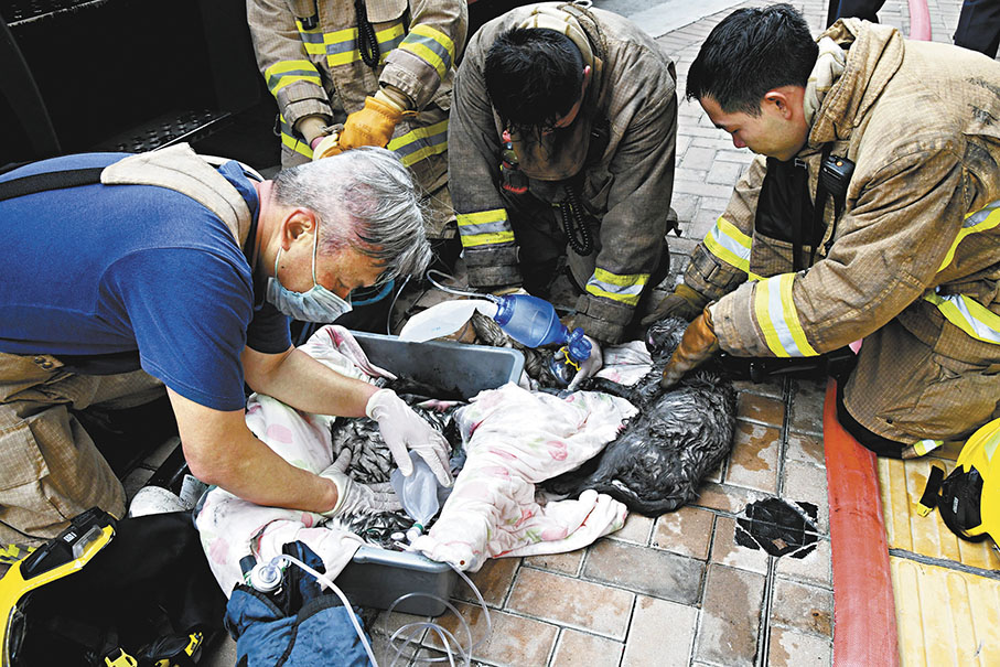 ◆消防員在火場救出4隻貓並即場搶救，惜最終全部不治。