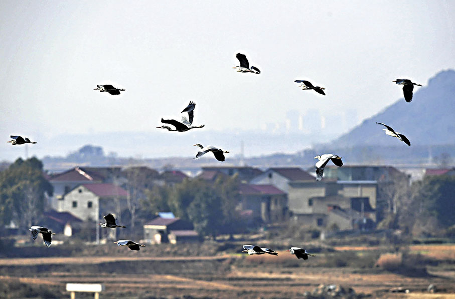 ◆江西省都昌縣鄱陽湖湖區，大批蒼鷺在此棲息。 資料圖片