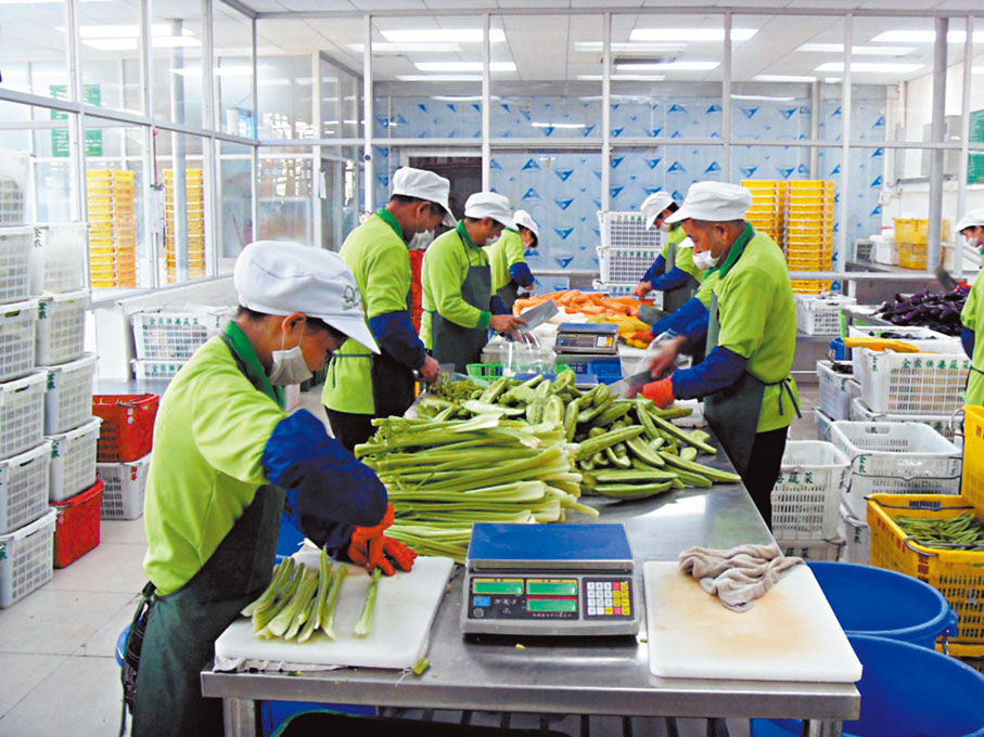 ◆位於廣東東莞的潤豐集團每日供港蔬菜量達到800噸，是廣東省最大的供港蔬菜大戶之一。 受訪者供圖