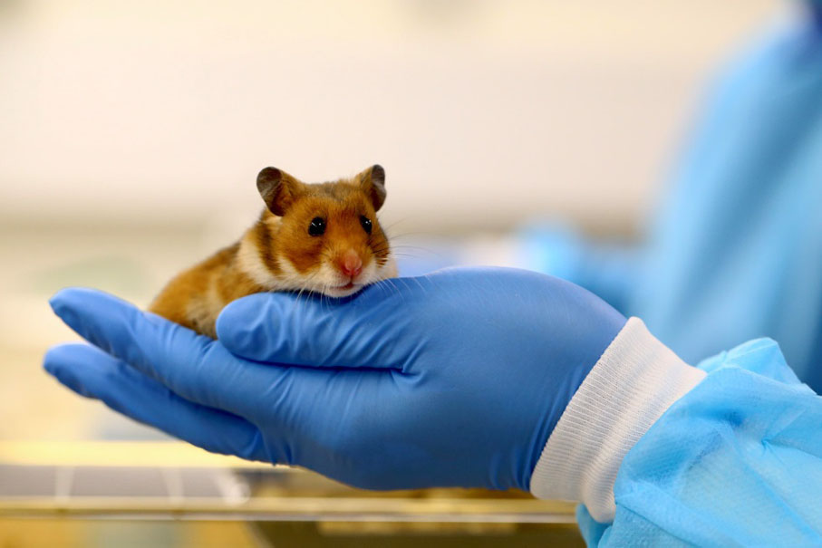 ◆ 港大微生物學系團隊通過金色敘利亞倉鼠開發出新冠病毒動物模型。 網上圖片