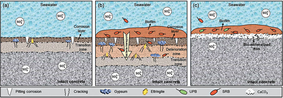 ◆圖左為海底混凝土等結構化學腐蝕造成裂縫情況。而圖中的微生物誘導腐蝕，會進一步超越腐蝕層蔓延至表面附近的腐蝕區域，損害更嚴重。圖右的生物礦化膜則構成保護層，有助保護海洋基建結構。 理大供圖