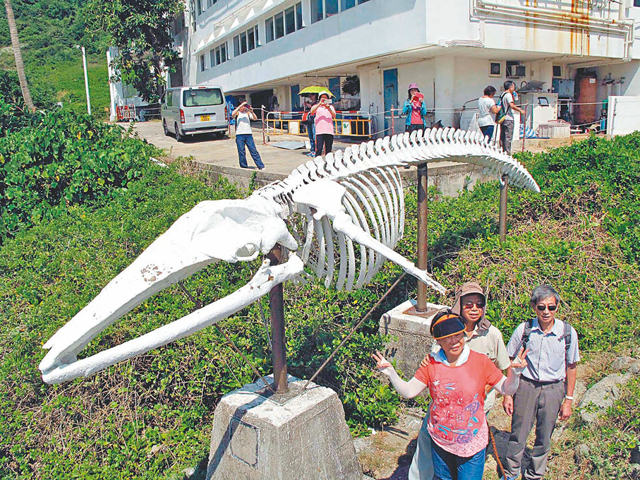 ◆鶴咀海岸保護區有鯨魚骨標本。