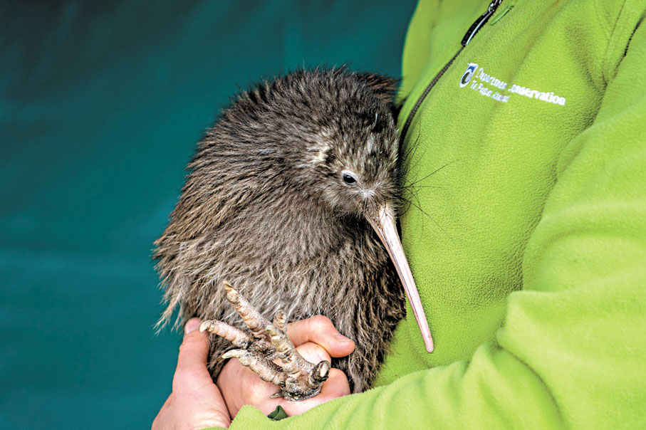 ◆新西蘭奇異鳥沒有翅膀，其羽毛不用於飛行，而是用於保暖。 資料圖片