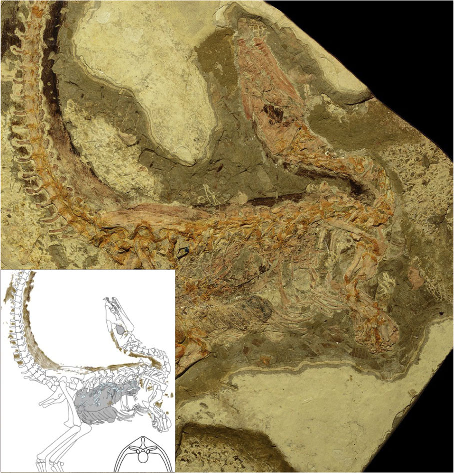 ◆在中國遼寧發現的中華龍鳥化石，左下角所示為其保存羽毛痕跡與內部組織。 網上圖片