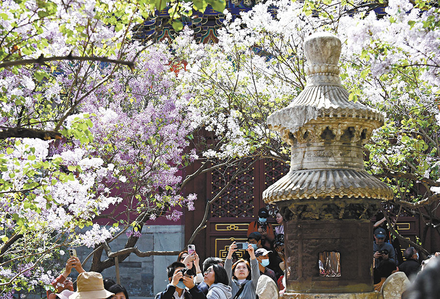 ◆遊客在法源寺內拍攝丁香花。