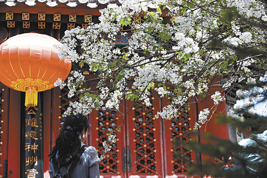 ◆在法源寺內拍攝的丁香花。