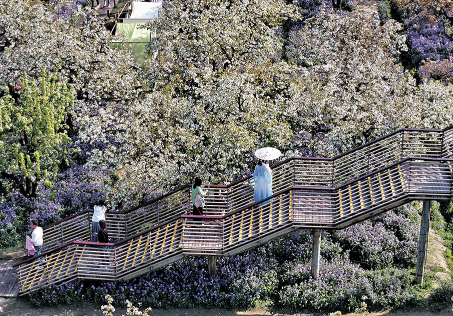 ◆江蘇三台山國家森林公園盛開的梨花和二月蘭相得益彰。