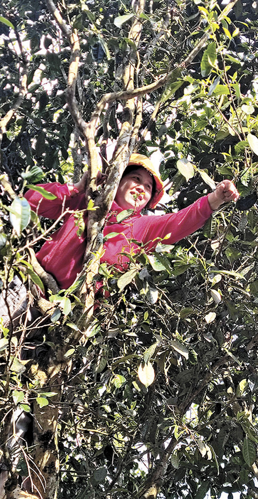 ◆穆乃桂攀至四五米高採摘古茶樹。