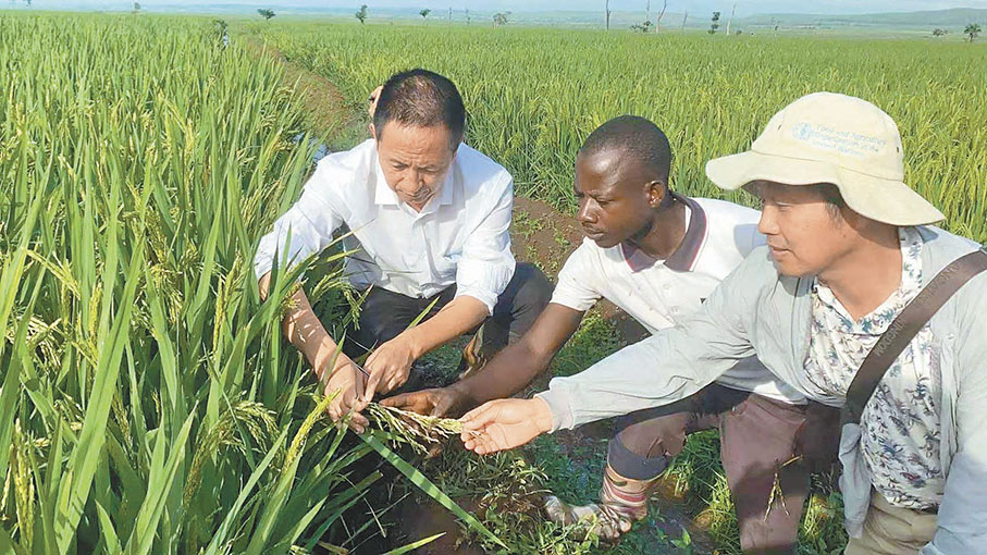◆楊華德（左）將中國雜交水稻種植技術帶到非洲。 香港文匯報四川傳真