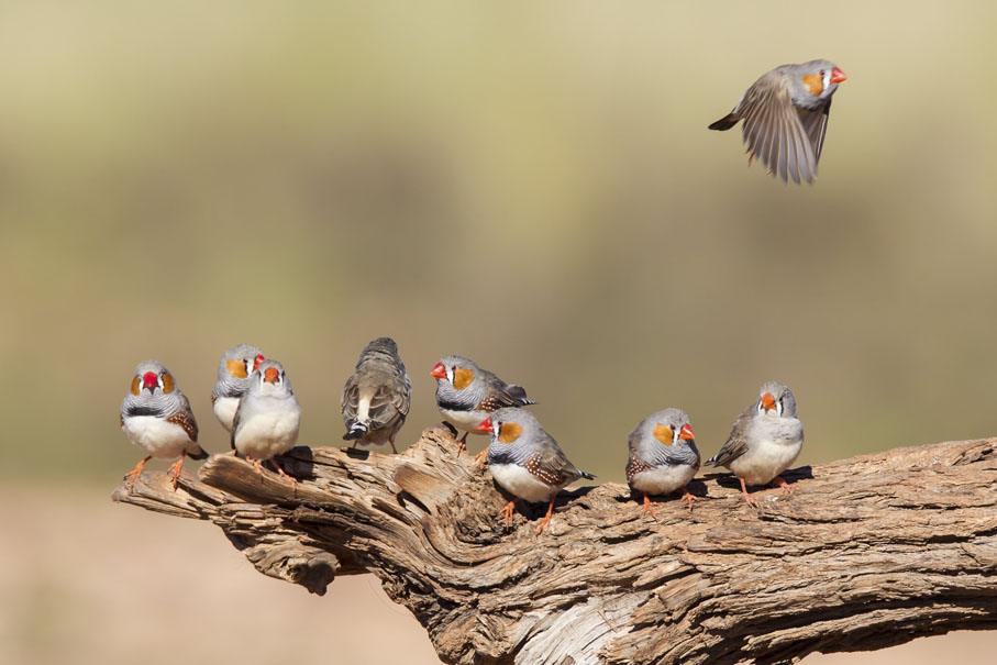 ◆ 雄性斑胸草雀幼年開始向親鳥或同族學習唱歌。 網上圖片