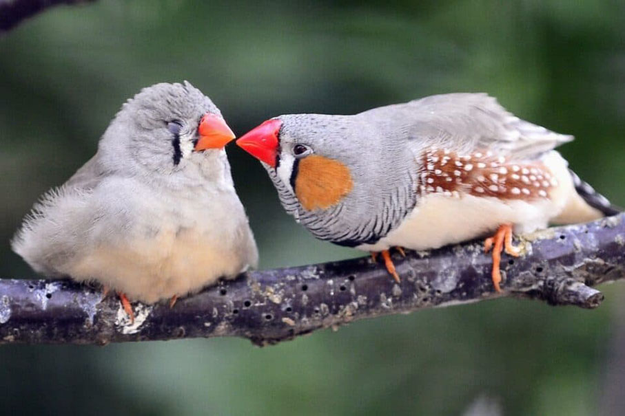 ◆ 斑胸草雀雄鳥（右）在求偶時會歌唱以吸引雌鳥（左）。網上圖片