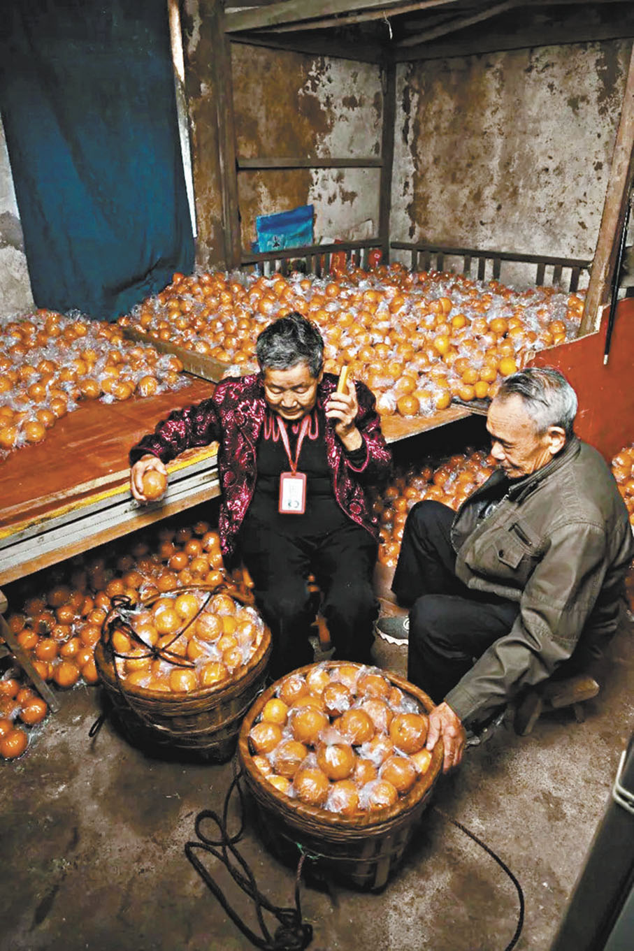 ◆包紹環婆婆和老伴馮忠福靠賣橙養活了三個子女。 香港文匯報重慶傳真