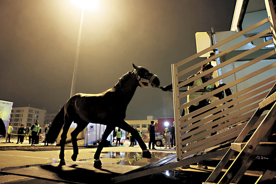◆首批頂級賽馬安全降落在上海浦東國際機場。 香港文匯報上海傳真