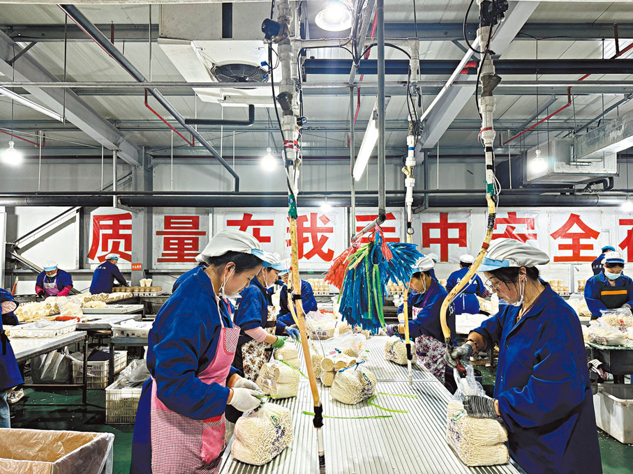◆天水麻辣燙中使用的金針菇生產商眾興菌業工人正在打包金針菇。