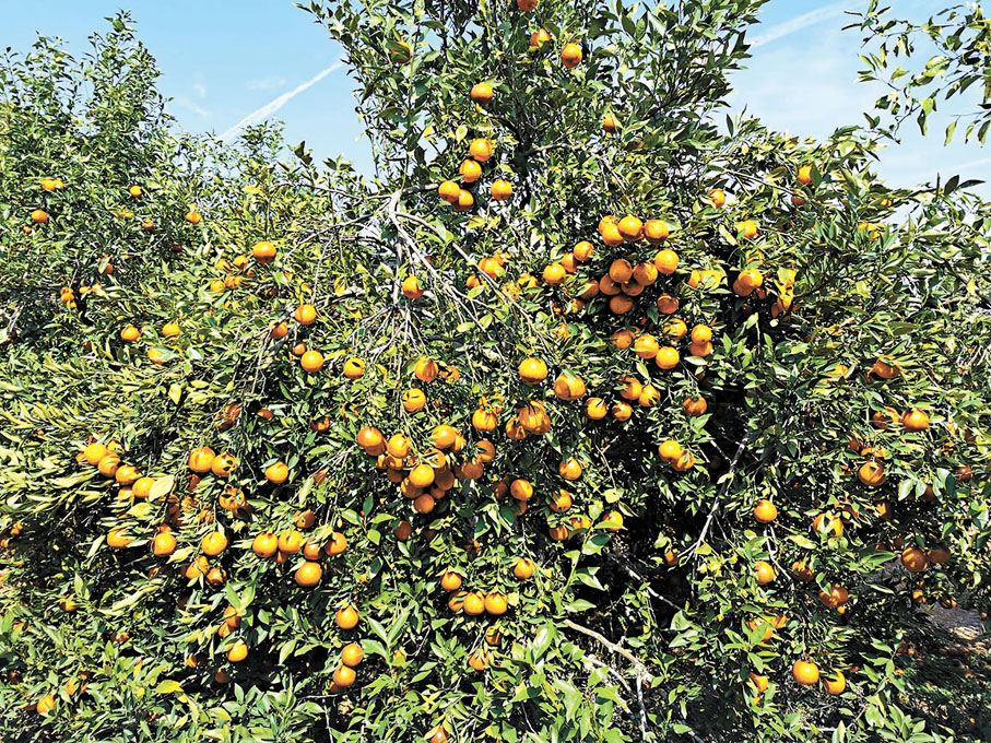 ◆柑橘為果園最大宗水果。