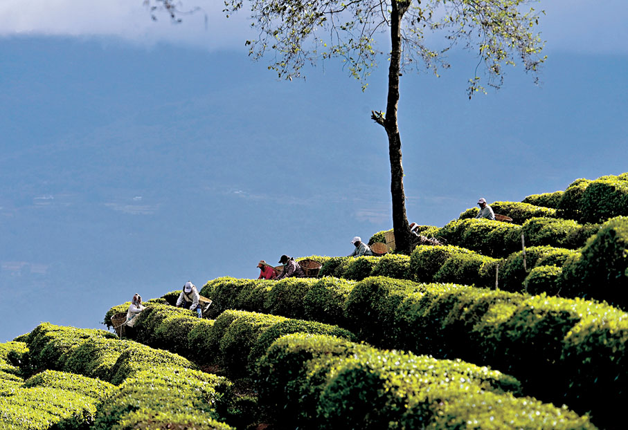 ◆雲南大理南澗彝族自治縣公郎鎮羅伯克茶場的茶農在採摘春茶。