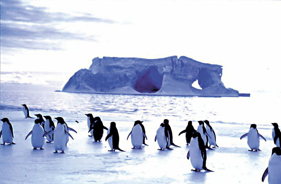 ◆李樂詩藉鏡頭記錄企鵝的多種姿態。受訪者供圖