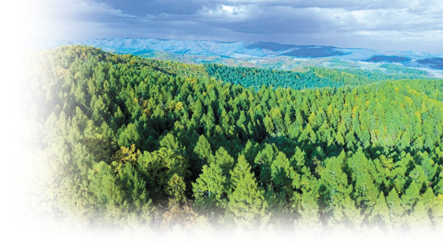 ◆停伐十年，龍江森工林區森林面積增長6.58萬公頃。