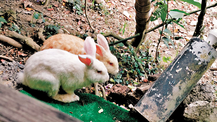 ◆園區自由放養兔子。